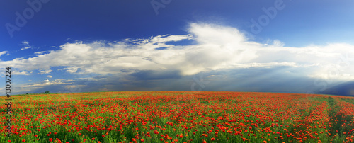 red field