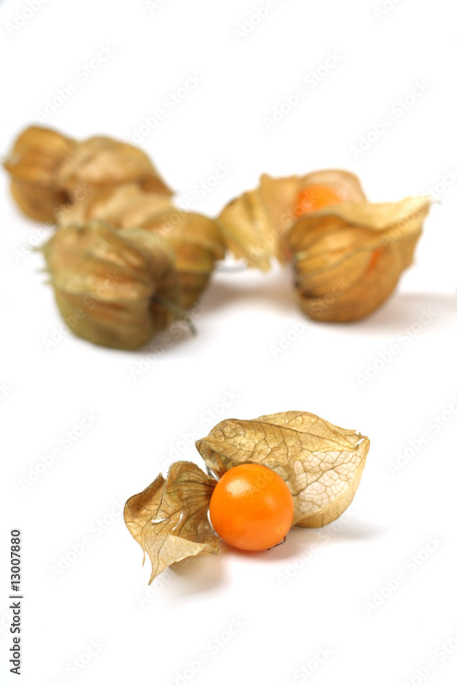 physalis physalis