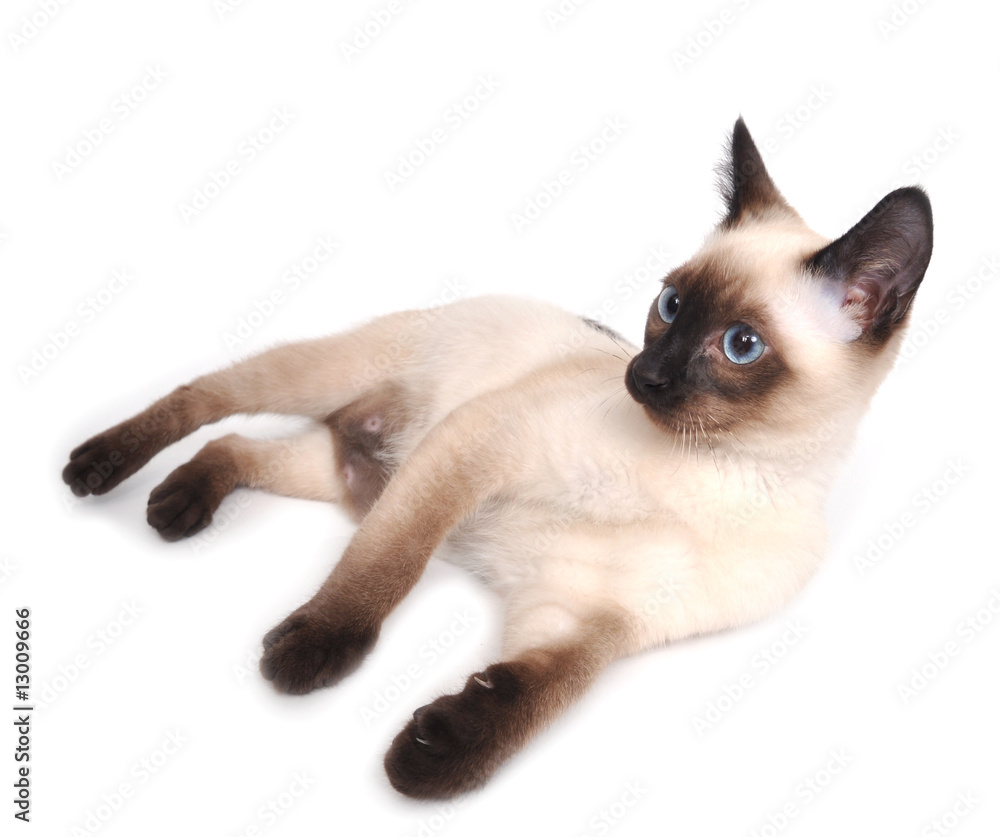 A siamese kitten laying down on a white background