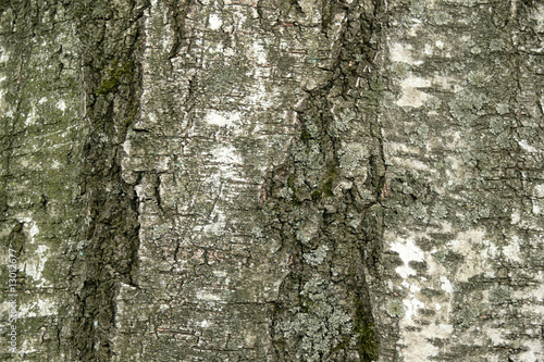 tree bark 2