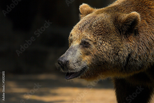 Bär