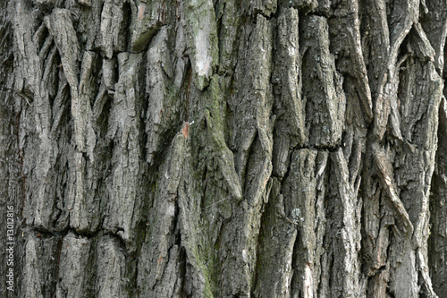 tree bark 1