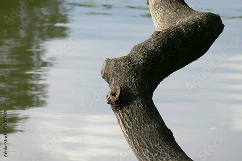 curved tree trunk