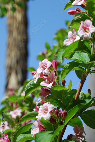 Weigela Pink/White Flowers blooming in Spring
