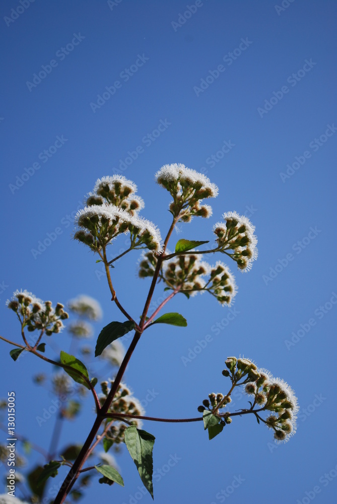 Ageratina Adenophora (Daisy) Plant/Flowers (Mexican Devil) Ageratina Adenophora (Daisy) Plant/Flowers (Mexican Devil)
