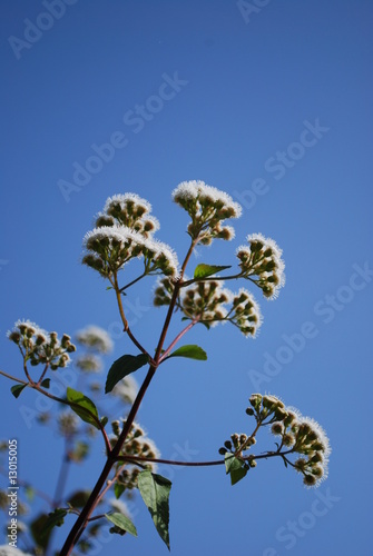 Ageratina Adenophora (Daisy) Plant/Flowers (Mexican Devil)