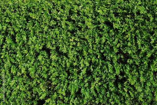 Green Turf Background