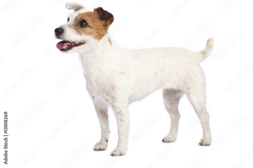 jack russell terrier standing