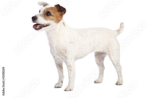 Obraz na plátně jack russell terrier standing