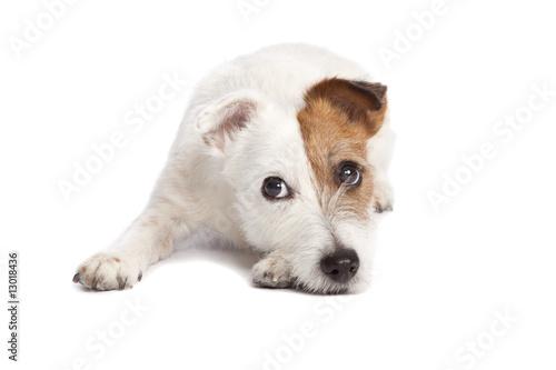 jack russell terrier lying down