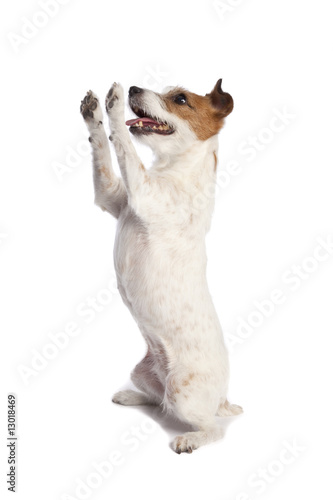 jack russell terrier standing