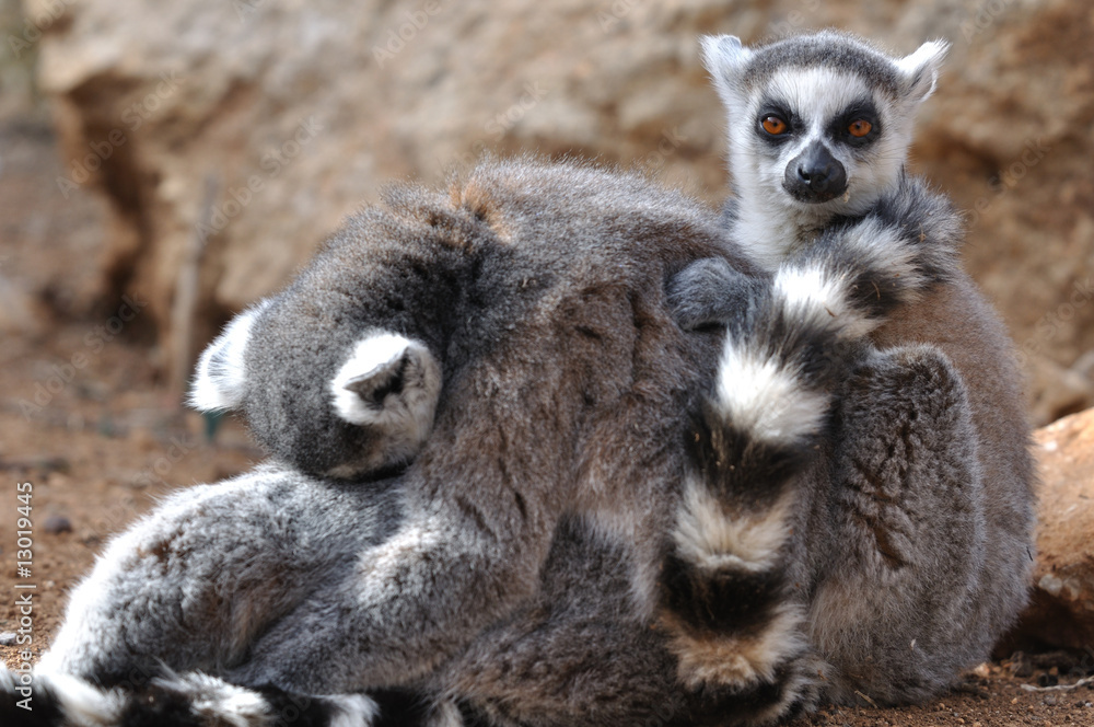 Obraz premium cuddling pair of lemurs