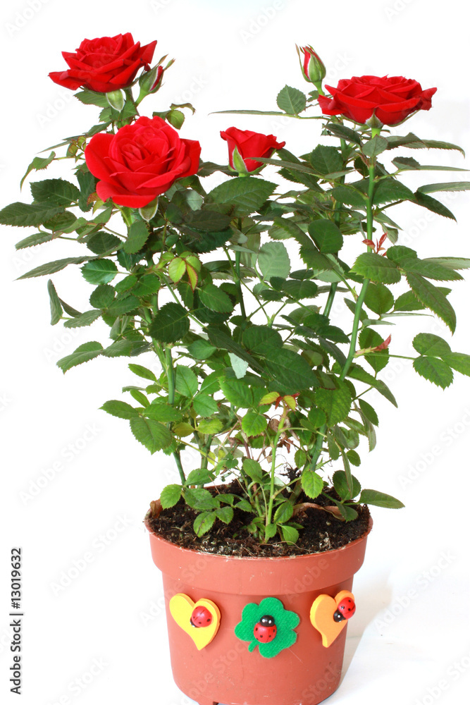 Velvet scarlet rose in a flowerpot