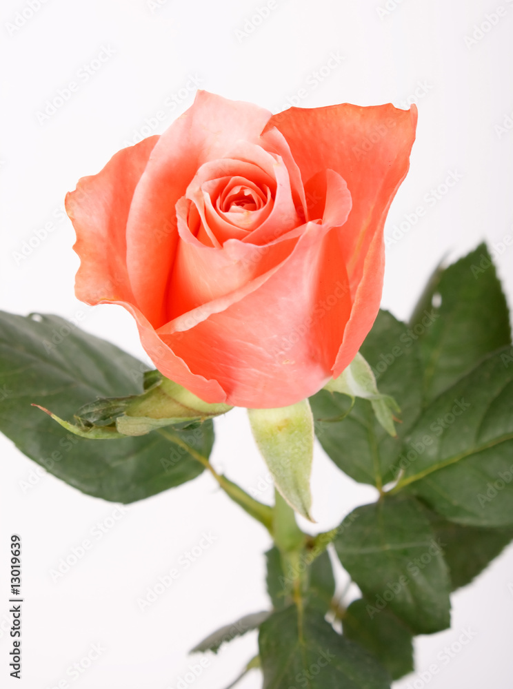 Obraz premium rose