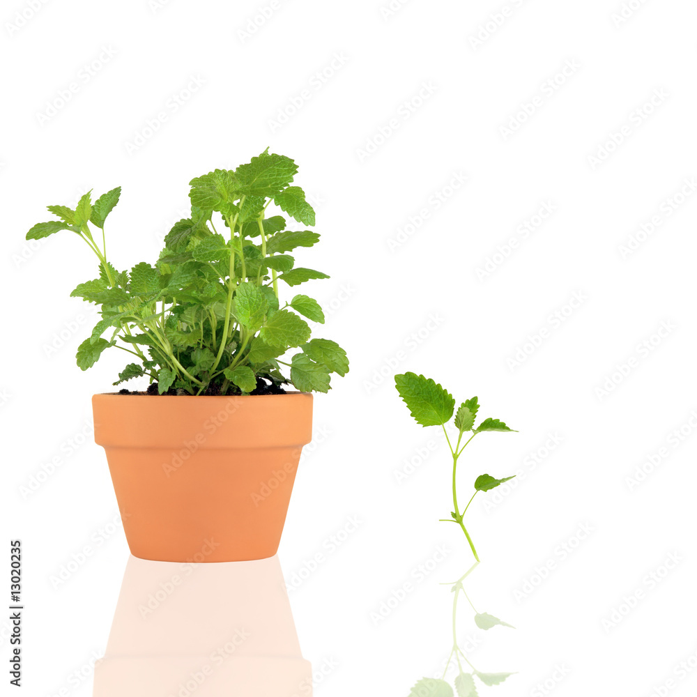 Herb Lemon Balm Herb Lemon Balm