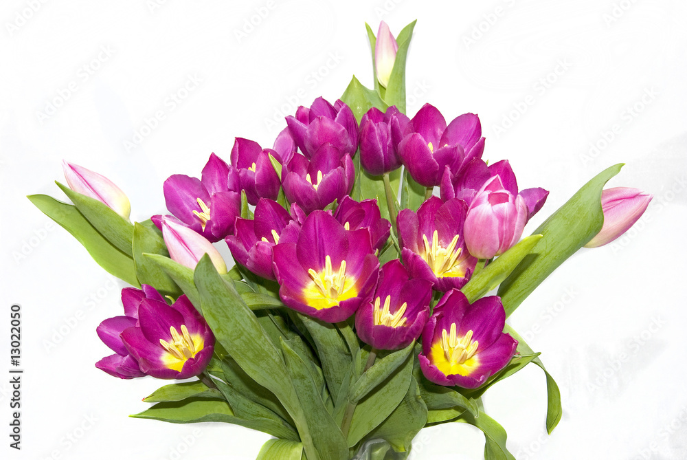 Obraz premium bouquet of purple pink tulips from holland in europe