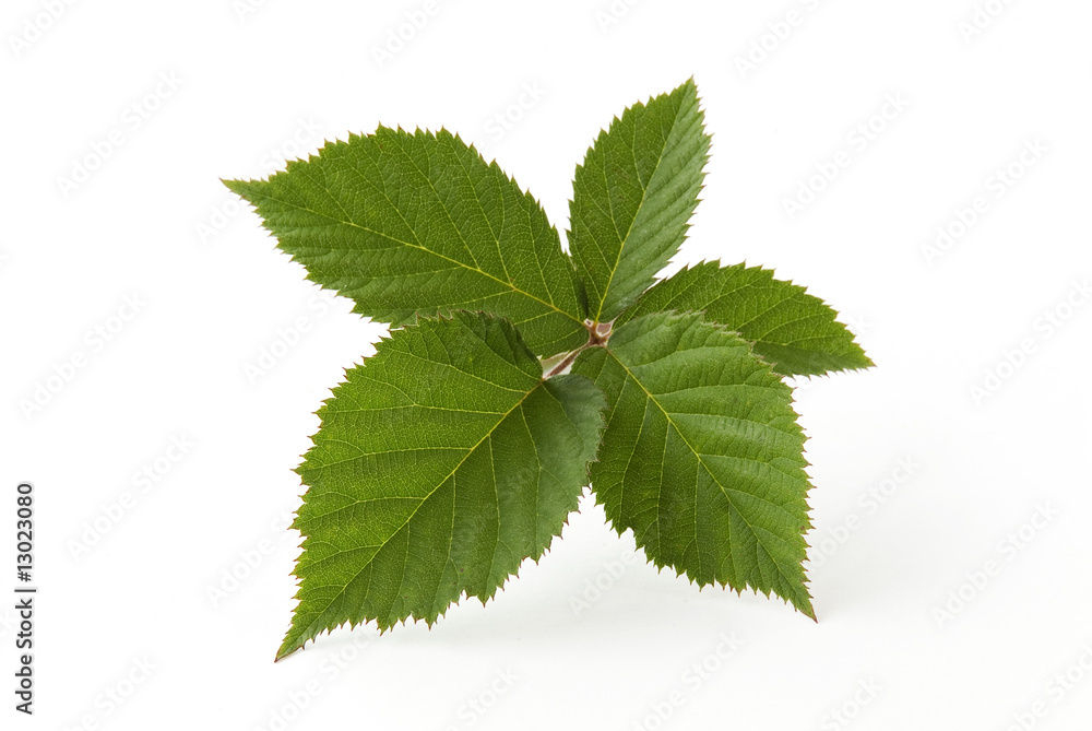 Blackberry leaf isolated on white background Blackberry leaf isolated on white background