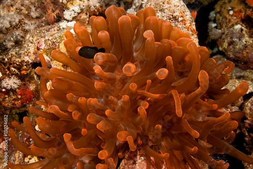 anemonefish and red bubble anemone