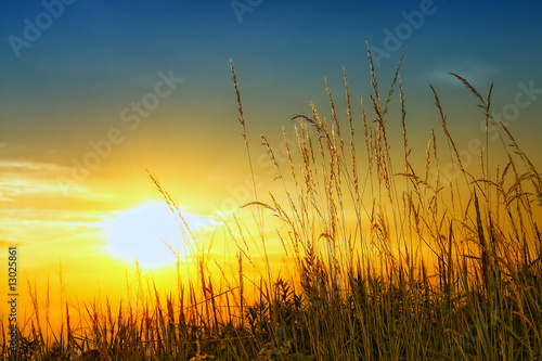 Golden Grass