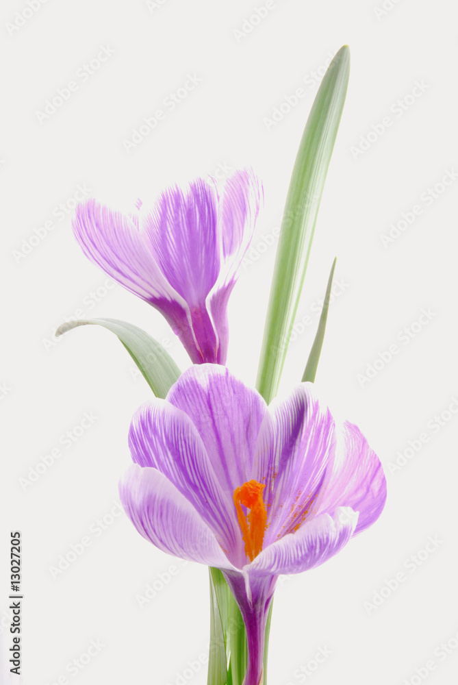 Naklejka premium blue crocus flowers