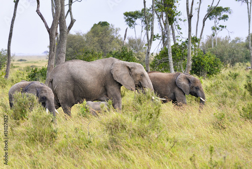 Photography elephants  herd
