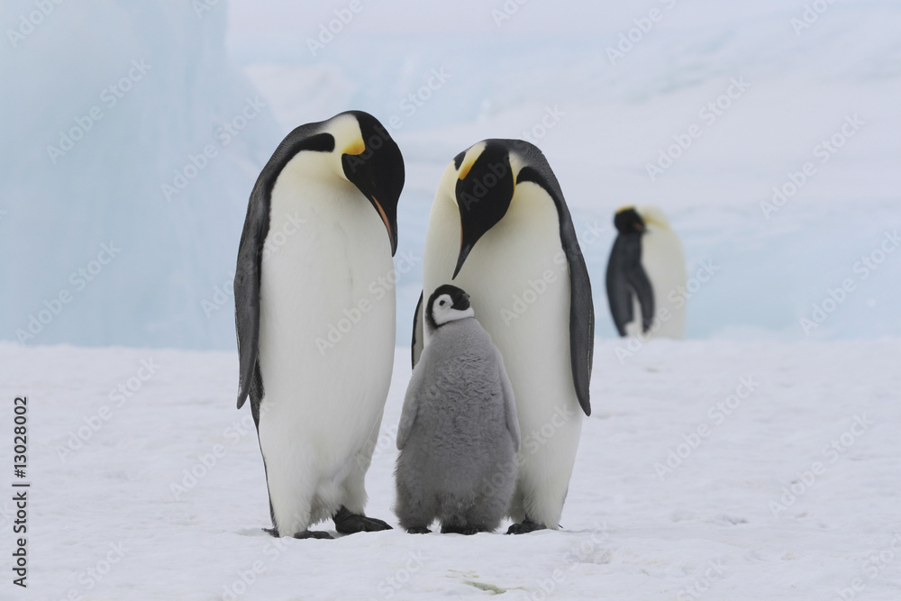 Naklejka premium Emperor penguins
