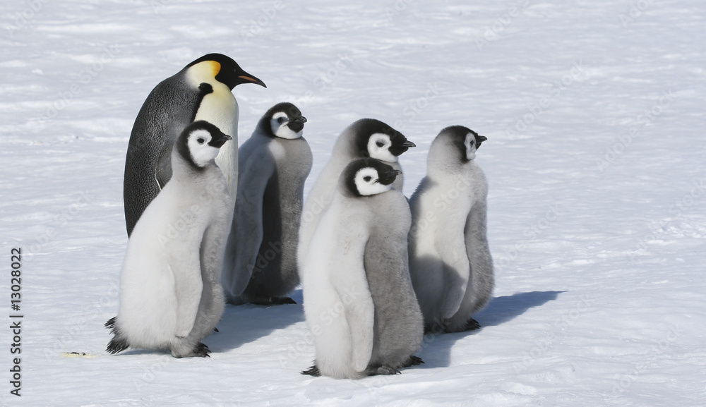 Fototapeta premium Emperor penguins
