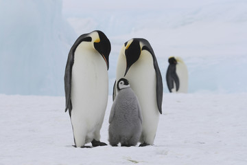 Fototapete Pinguin Kaiserpinguine auf antarktischem Eis  © Gentoo Multimedia