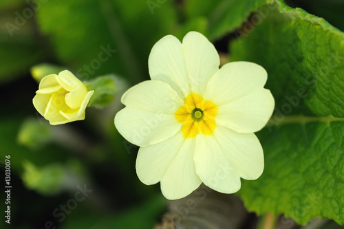 Primrose flower and bud (primula vulgaris) photo