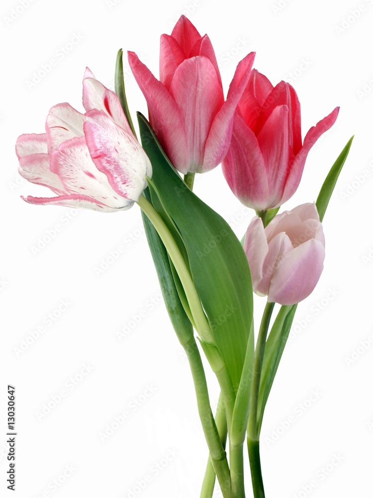 Fototapeta premium spring posy of pink tulips