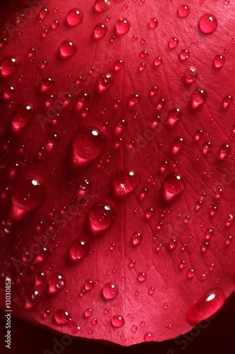 Wet close up macro rose petals, water drops © lunamarina