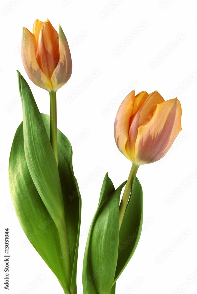 Naklejka premium golden tulips