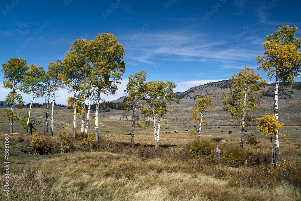 Fototapeta premium Hayden Valley Fall Aspens