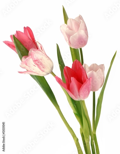 pink and red tulips in posy
