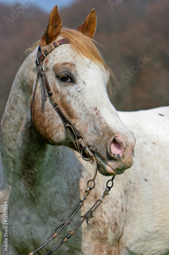 Pferd Apaloosa