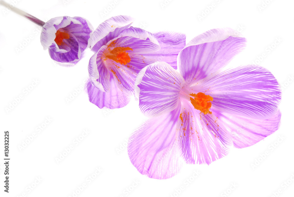 Obraz premium blue flowers