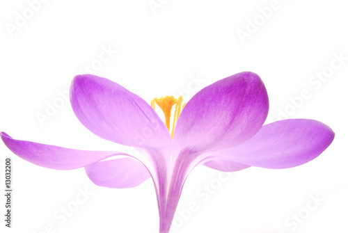 Obraz na płótnie blue crocus flower w salonie