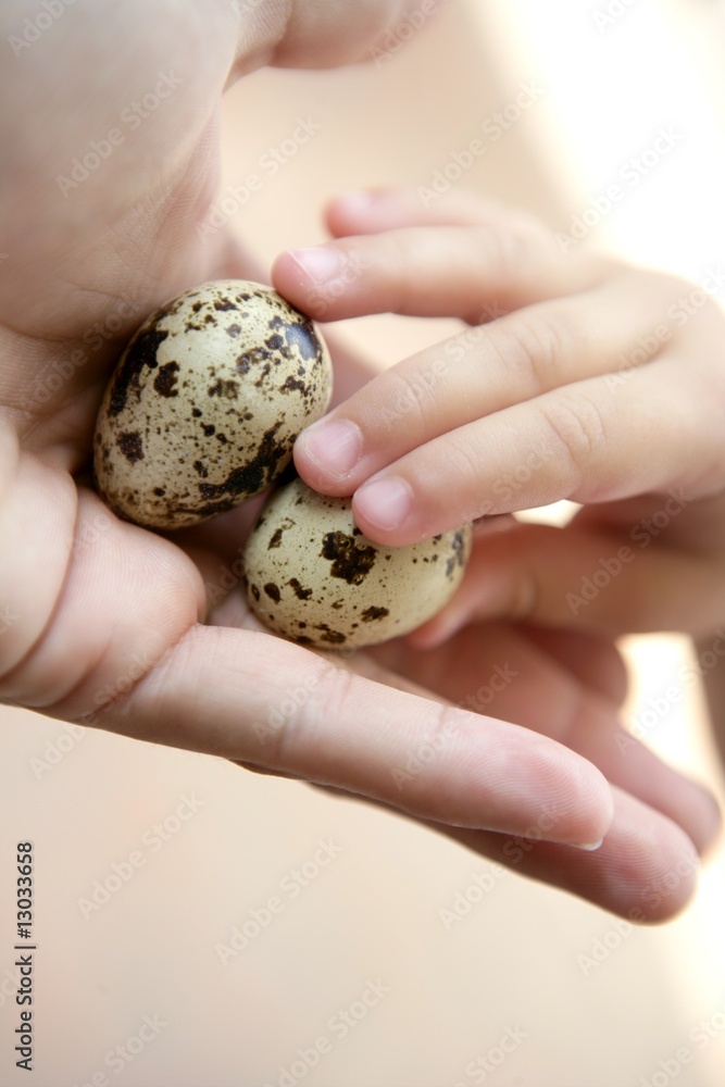 Quail eggs on mother hand, children holding Quail eggs on mother hand, children holding