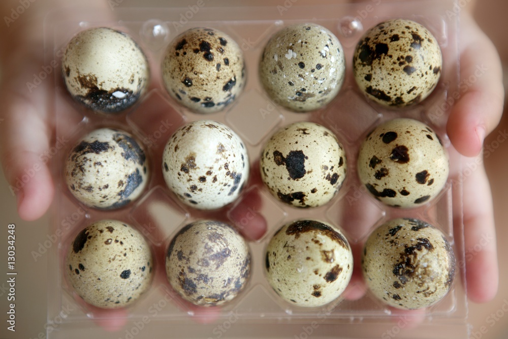 Quail eggs dozen on children hands Quail eggs dozen on children hands
