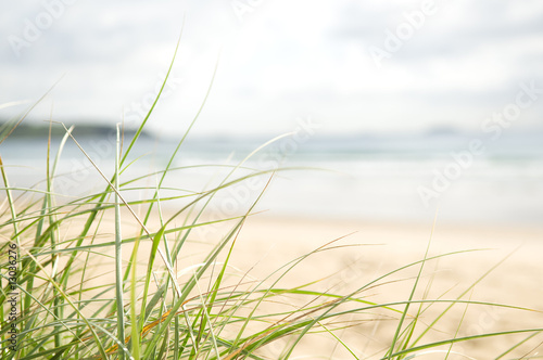 Beach grass © axle