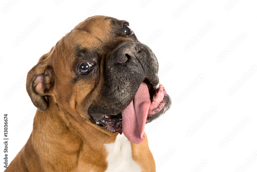adult Boxer of white background