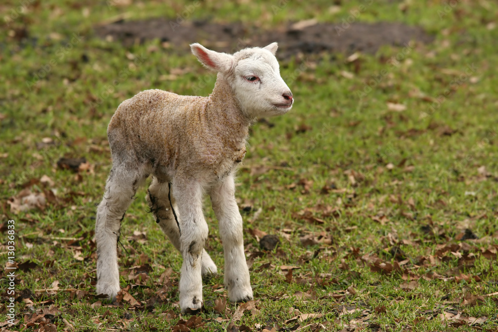 Cute little lamb standing in the meadow Cute little lamb standing in the meadow