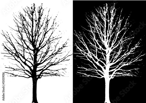 arbre noir et blanc