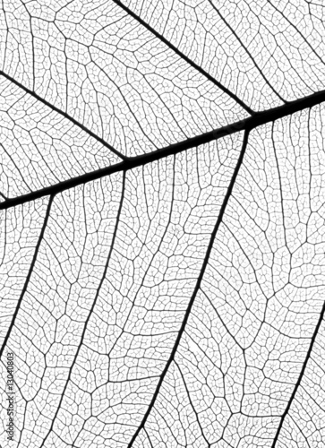 Leaf Veins
