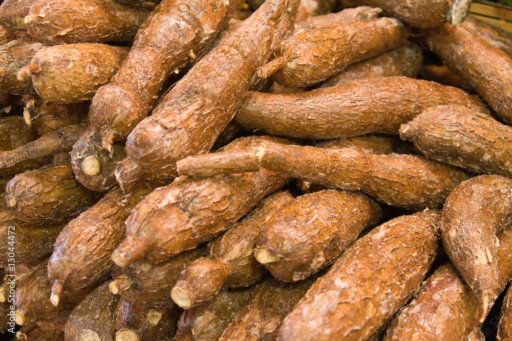 background made of fresh cassava background made of fresh cassava