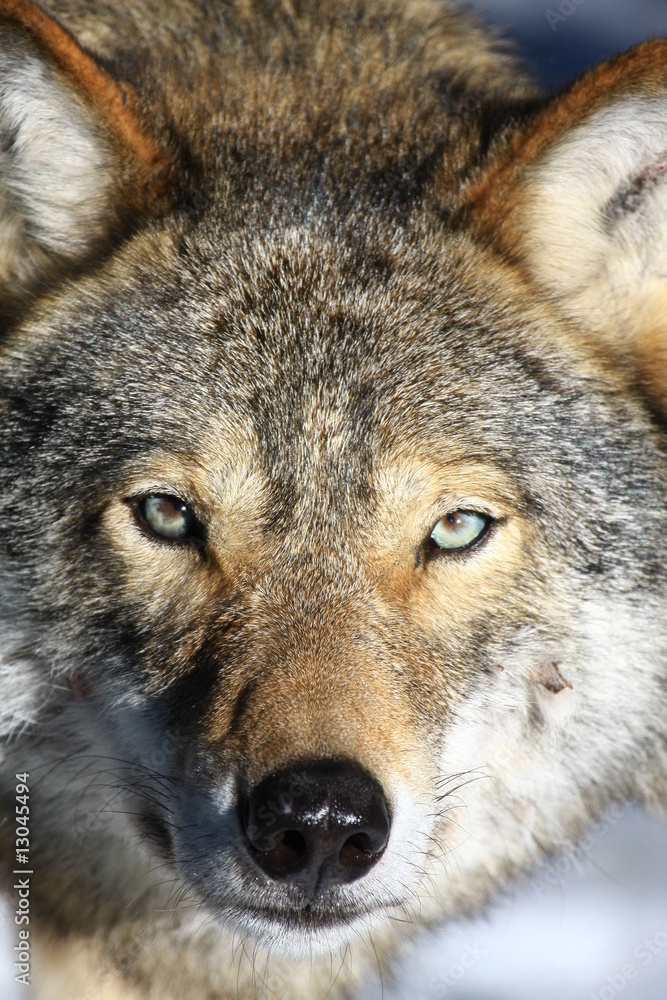 Wolf in Schweden Wolf in Schweden