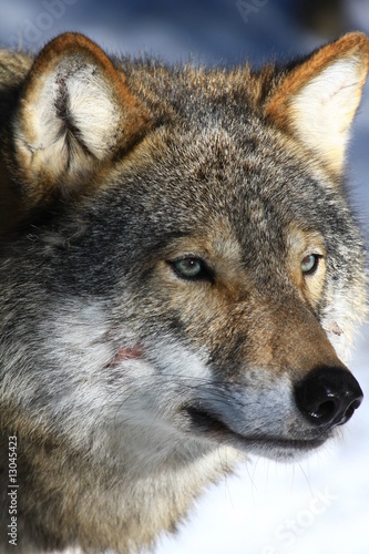 wolf © www.tierfilmer.info