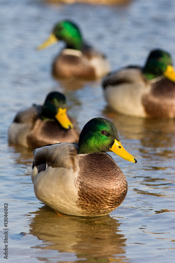 Mallard duck (Anas platyrhynchus) Mallard duck (Anas platyrhynchus)