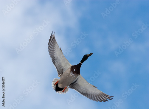 Slika na platnu Mallard duck (Anas platyrhynchus)