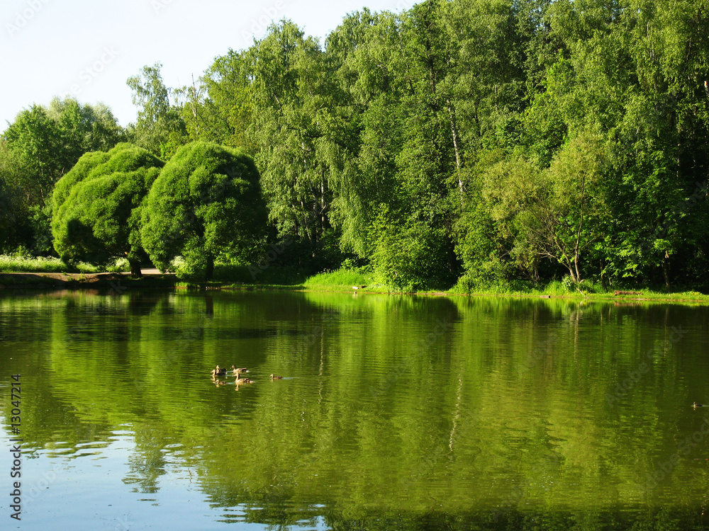 Summer landscape, lake in park